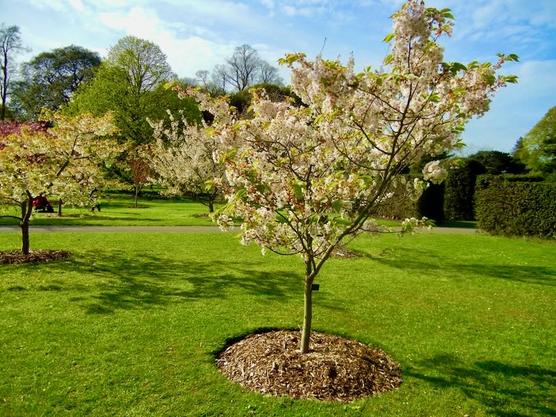 Prunus-Matsumae-Mathimurzakura | Online Flower Garden Prunus 'Matsumae-Mathimurzakura'