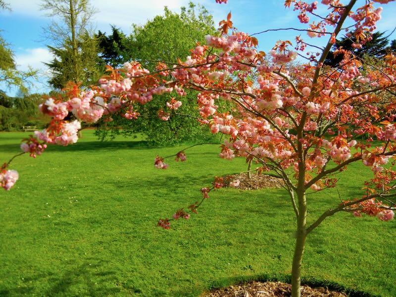 Prunus ‘Matsumae Hanagasa’