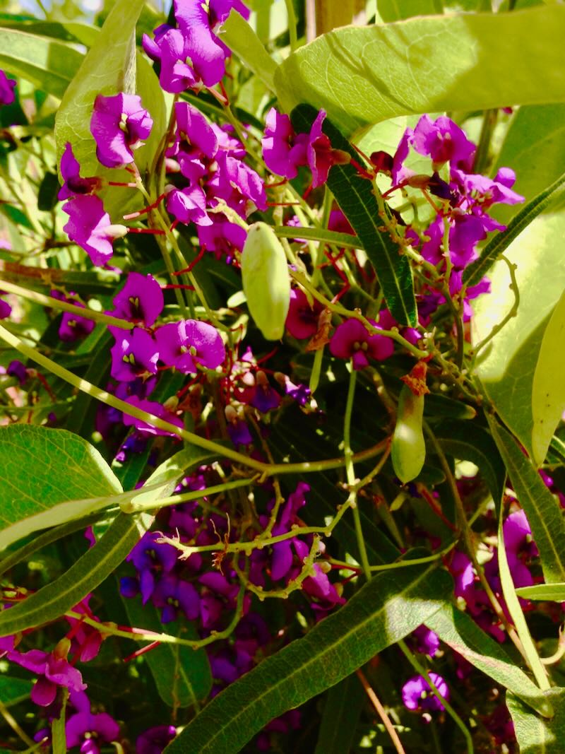 Hardenbergia-violacea-Canoelands-2 | Online Flower Garden Hardenbergia violacea ‘Canoelands’