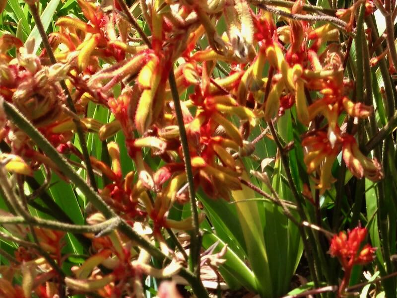 Anigozanthos-Amber-Velvet | Online Flower Garden Anigozanthos 'Amber Velvet'