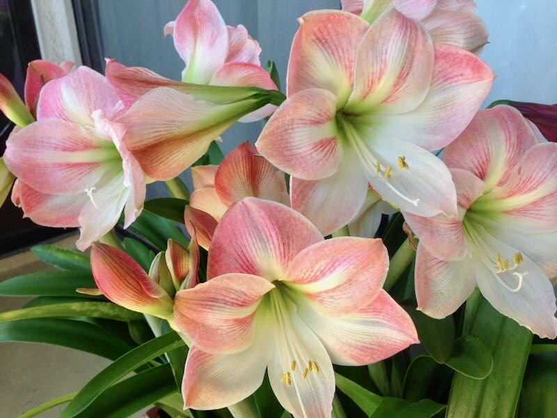 Amaryllis or Hippeastrum-Apple-Blossom | Online Flower Garden Amaryllis or Hippeastrum 'Apple Blossom'