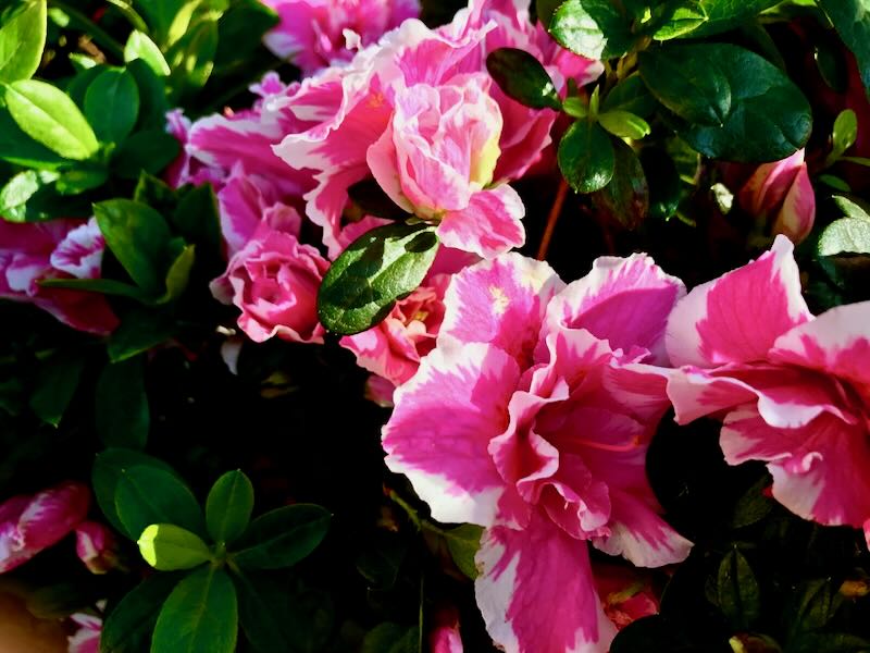 Azalea-Pink-Lace | Online Flower Garden Azalea ‘Pink Lace’