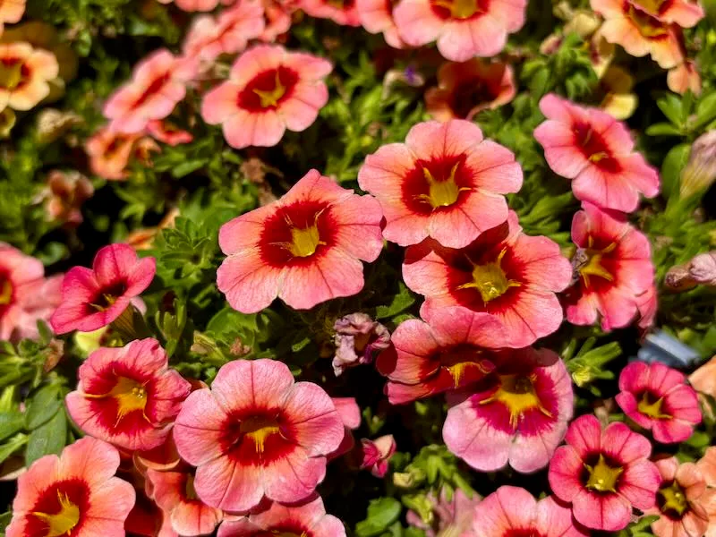 Calibrachoa-Tik-Tok-Orange | Online Flower Garden Online Flower Garden, onlineflowergarden.com, Calibrachoa ‘Tik Tok® Orange’