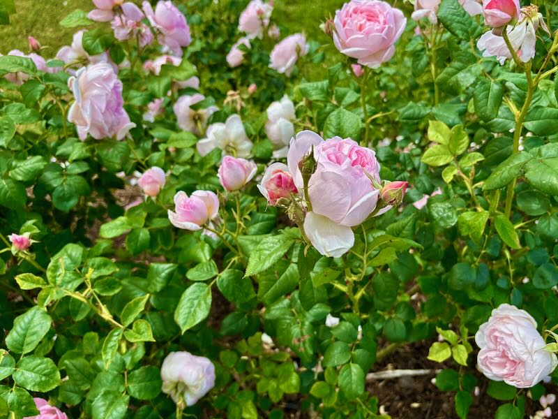 Rosa ‘Scepter’d Isle®’
