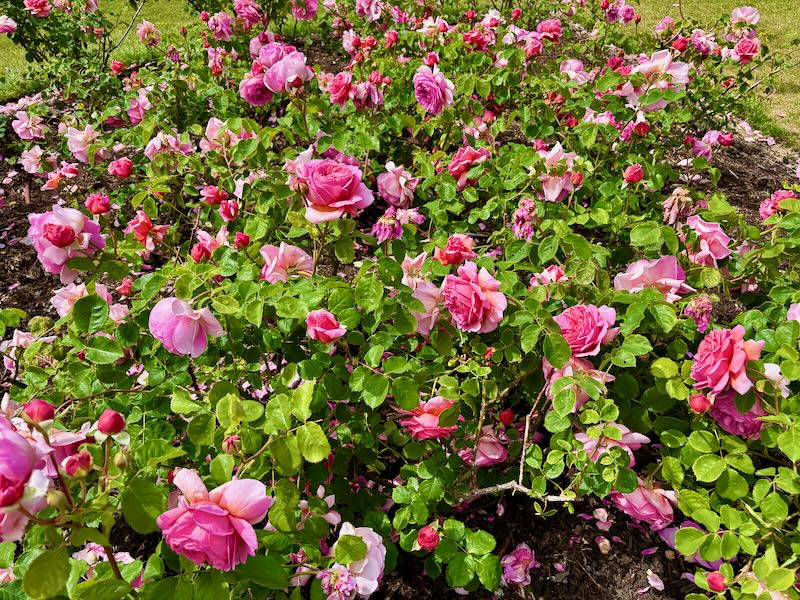 Rosa ‘Princess Alexandra of Kent’