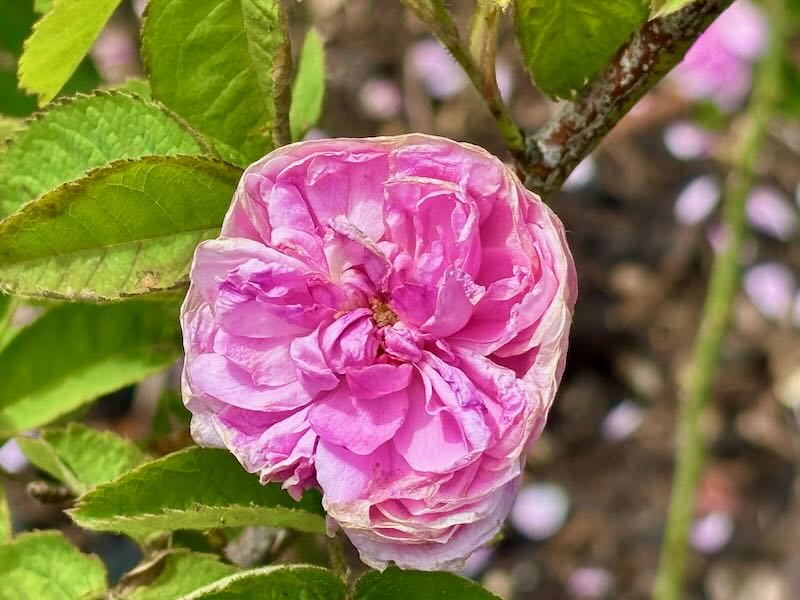 Rosa ‘Petite de Hollande’
