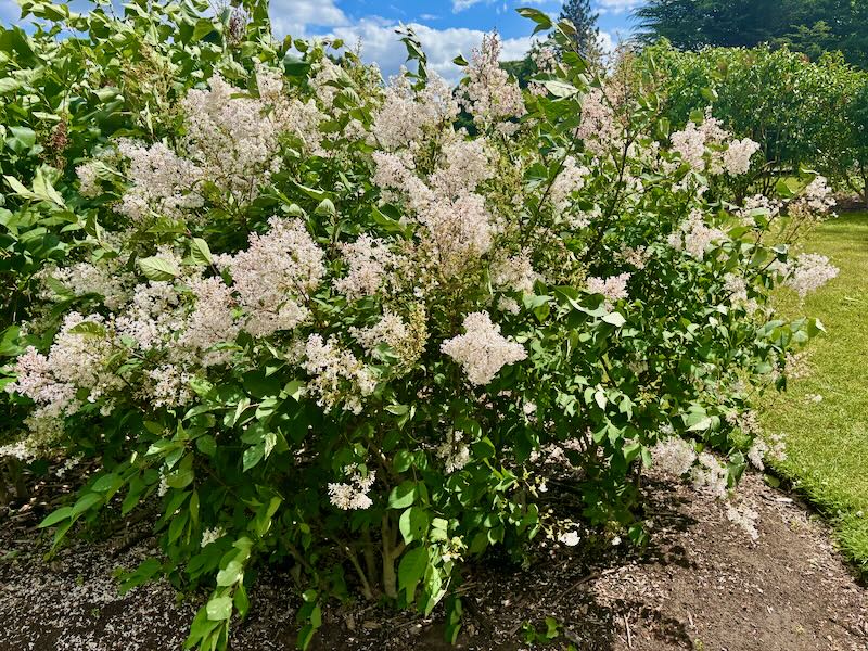 Syringa ‘Albida’