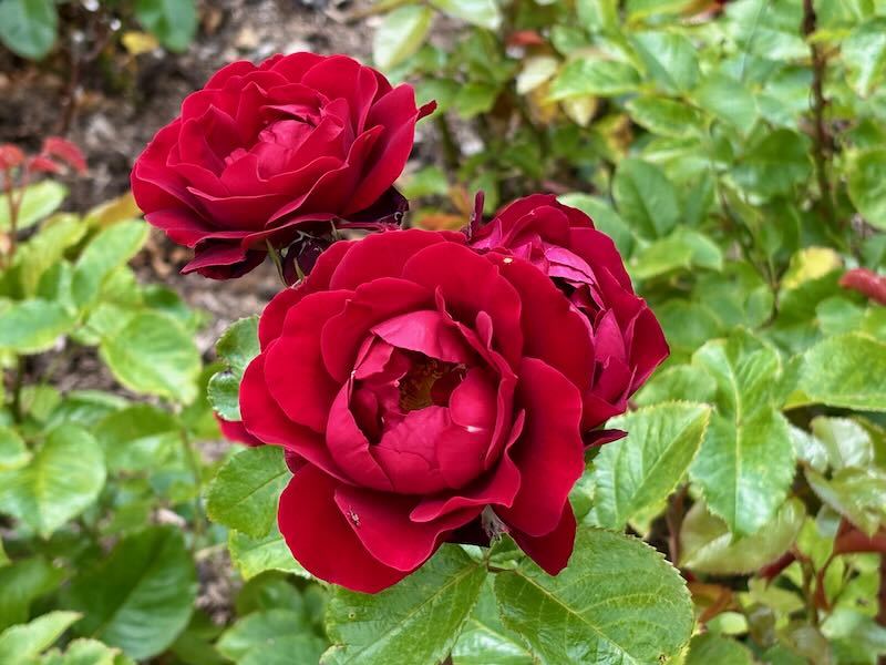 Rosa-Red-Abundance | Online Flower Garden Rosa ‘Red Abundance’