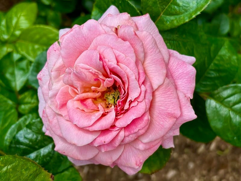 Rosa ‘Tickled Pink’