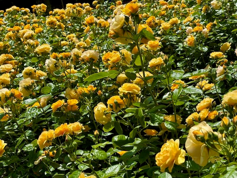 Rosa ‘Absolutely Fabulous’, Rosa 'Julia Child'