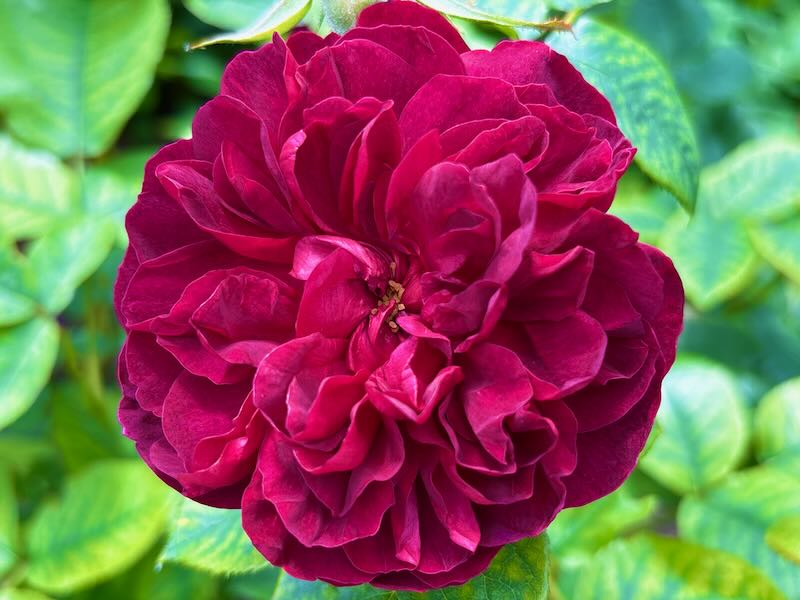 Rosa ‘Darcey Bussell’