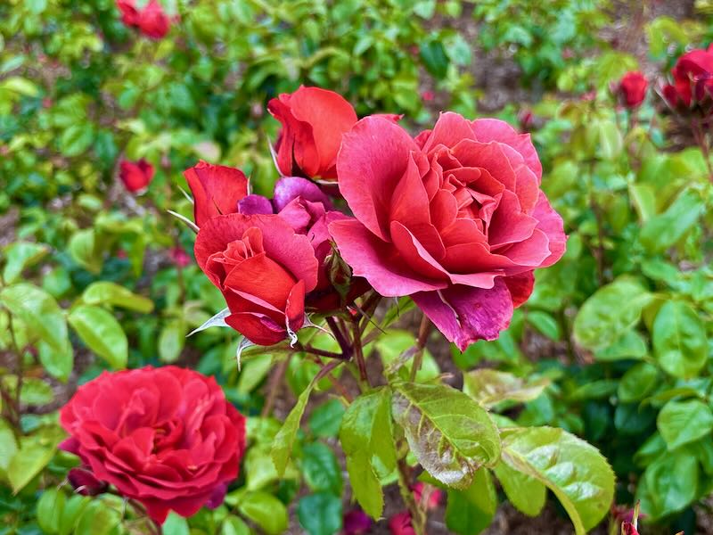 Rosa-Hot-Chocolate | Online Flower Garden Rosa ‘Hot Chocolate’, Rosa 'Hot Cocoa'