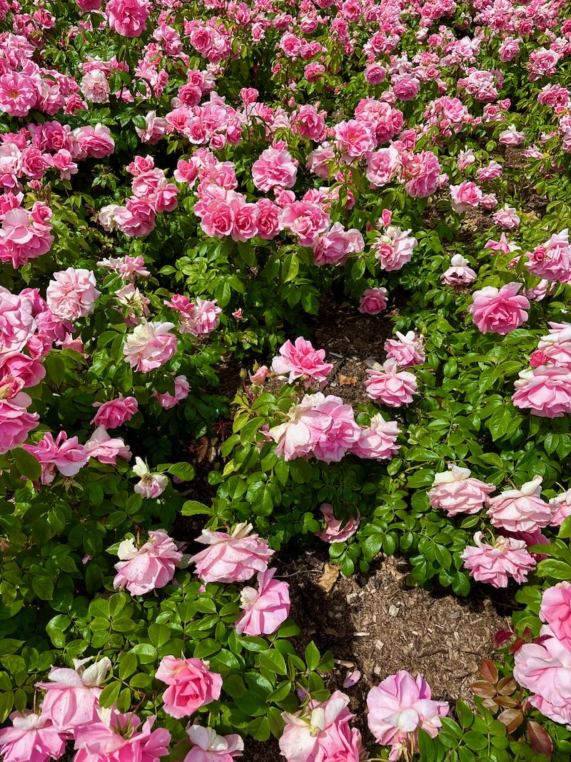 Rosa ‘You’re Beautiful’
