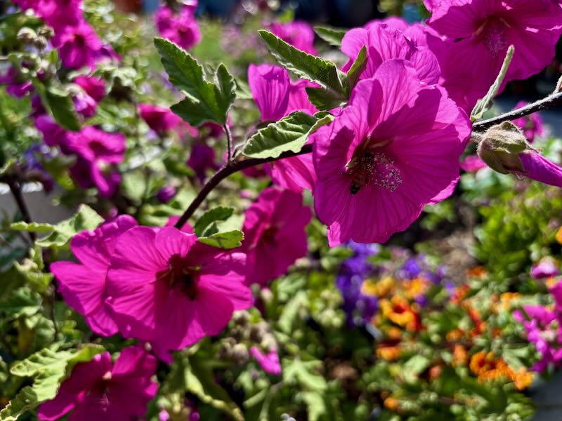 Lavatera ‘Red Rum’