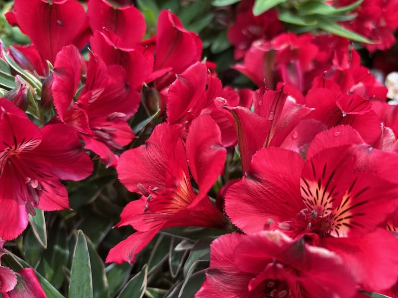 Alstroemeria ‘Colorita® Kate®’