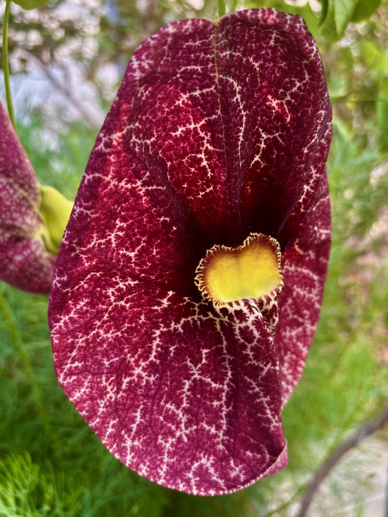 Aristolochia littoralis