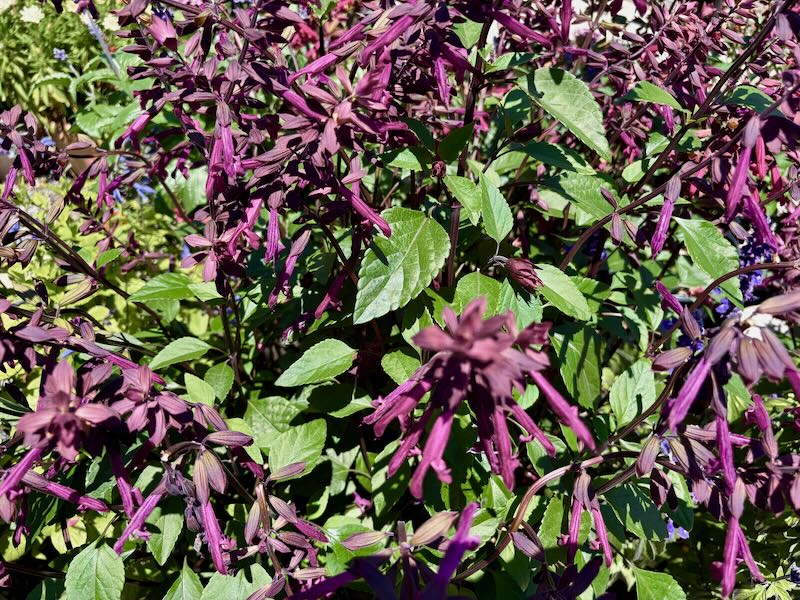 Salvia-Skyscraper-Dark-Purple | Online Flower Garden Salvia ‘Skyscraper™ Dark Purple’