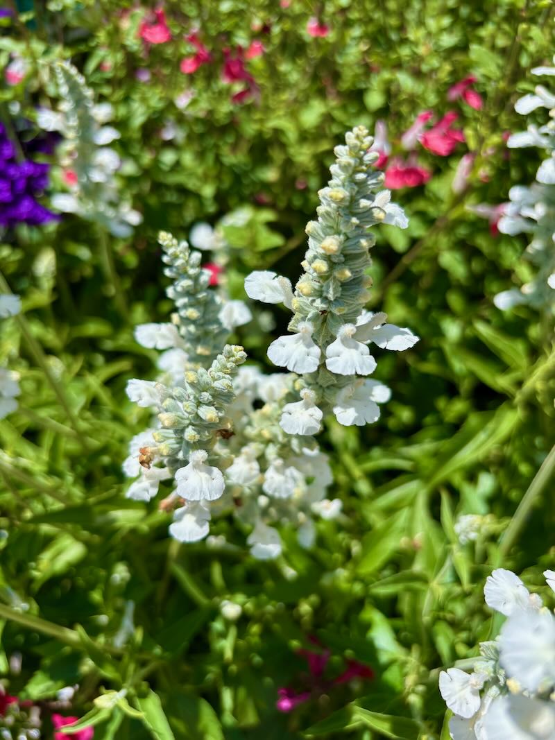 Salvia ‘White Flame’