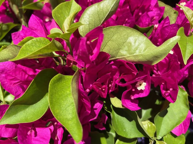 Bougainvillea ‘Purple Princess’