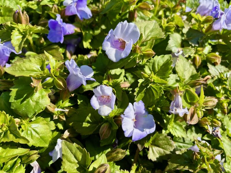 Torenia ‘Summer Wave® Trailing Large Blue’