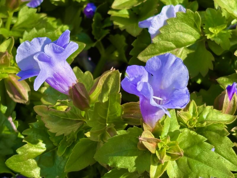 Linderniaceae, Torenia ‘Summer Wave® Trailing Large Blue’