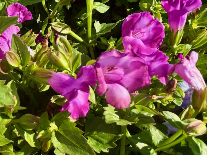 Torenia ‘Summer Wave® Trailing Large Amethyst’