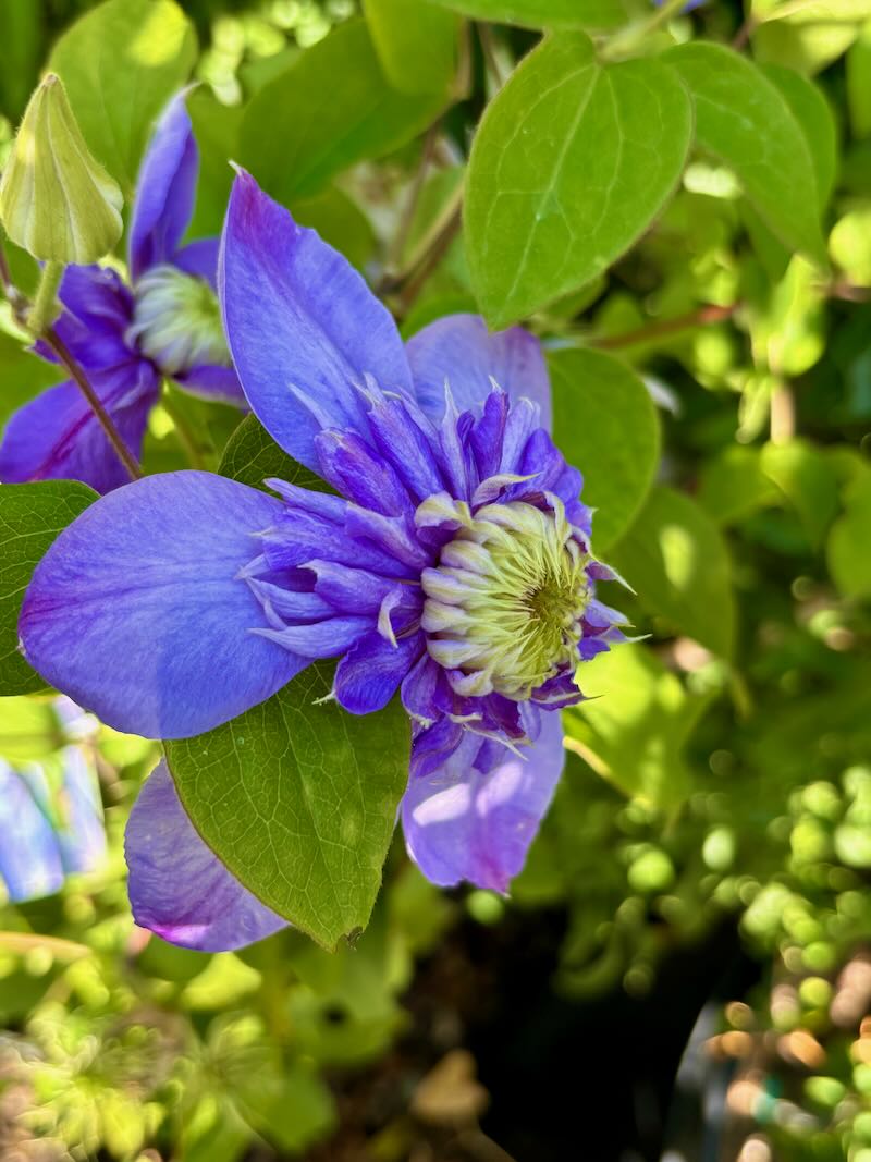Clematis ‘Vanso’, Blue Light® Clematis