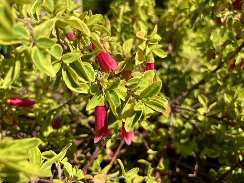 Adenanthos sericeus, Coast Woollybush
