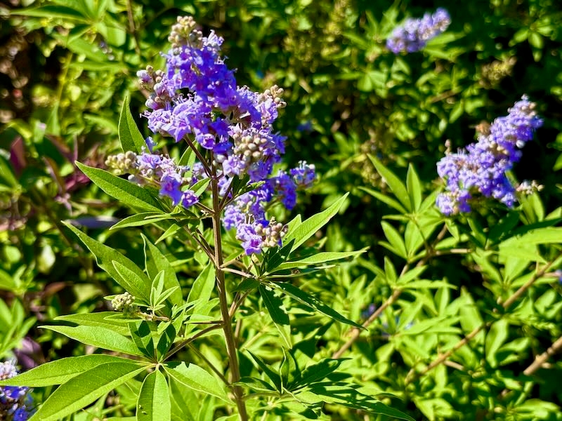 Vitex-agnus-castus | Online Flower Garden Vitex agnus-castus