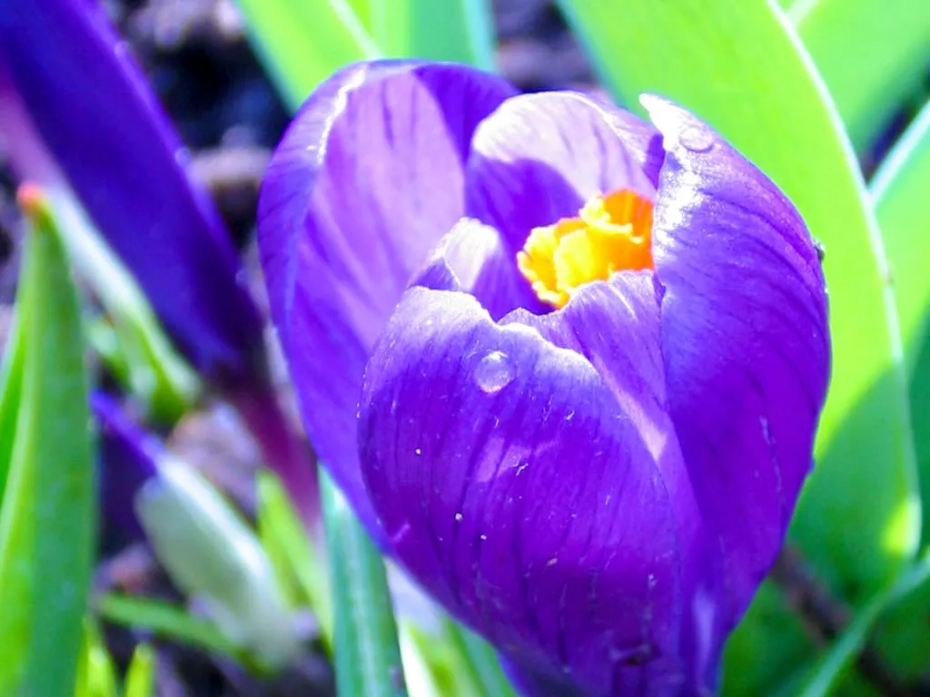 Crocus