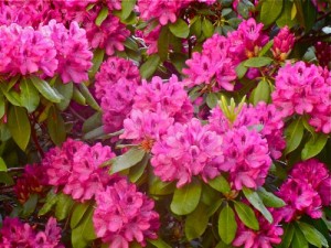 Rhododendron Copyright https://www.onlineflowergarden.com