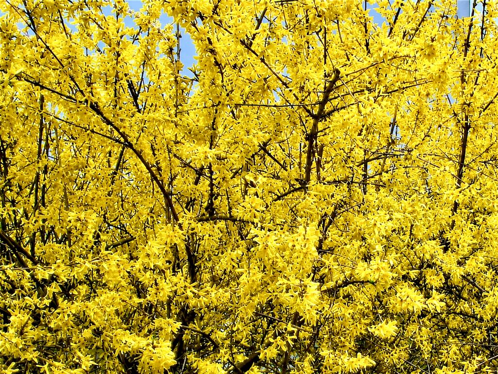 Forsythia-1 - Online Flower Garden Forsythia