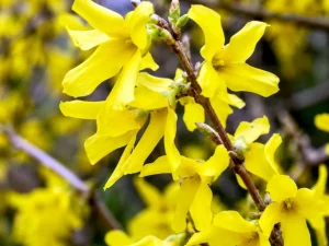 Forsythia