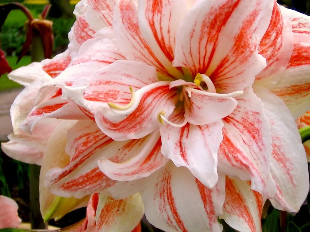 Hippeastrum or Amaryllis