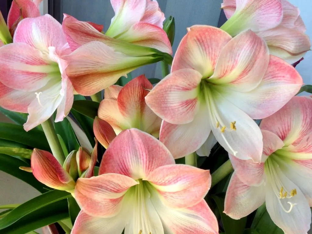 Hippeastrum or Amaryllis