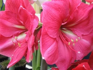 Hippeastrum or Amaryllis