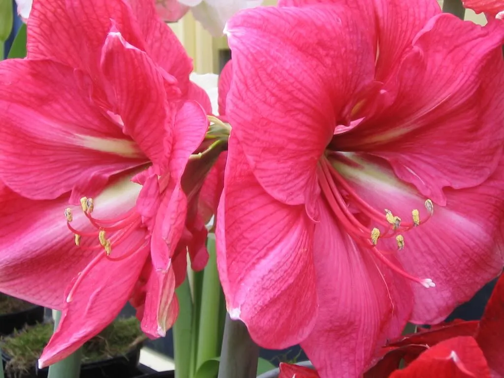 Hippeastrum or Amaryllis