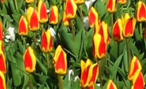 Tulip Yellow and Red - Copyright https://www.onlineflowergarden.com