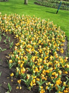 Tulip, Crocus - Copyright https://www.onlineflowergarden.com