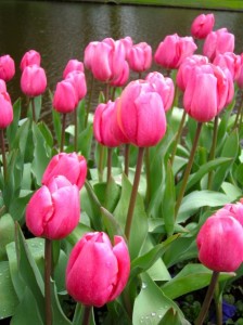 Pink Tulip - Copyright https://www.onlineflowergarden.com