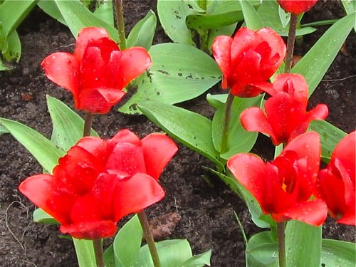 Red Tulip Tulipa Kaufmanniana - Copyright https://www.onlineflowergarden.com