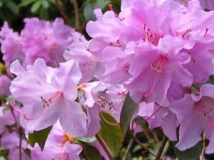 Rhododendron Copyright https://www.onlineflowergarden.com | Online Flower Garden