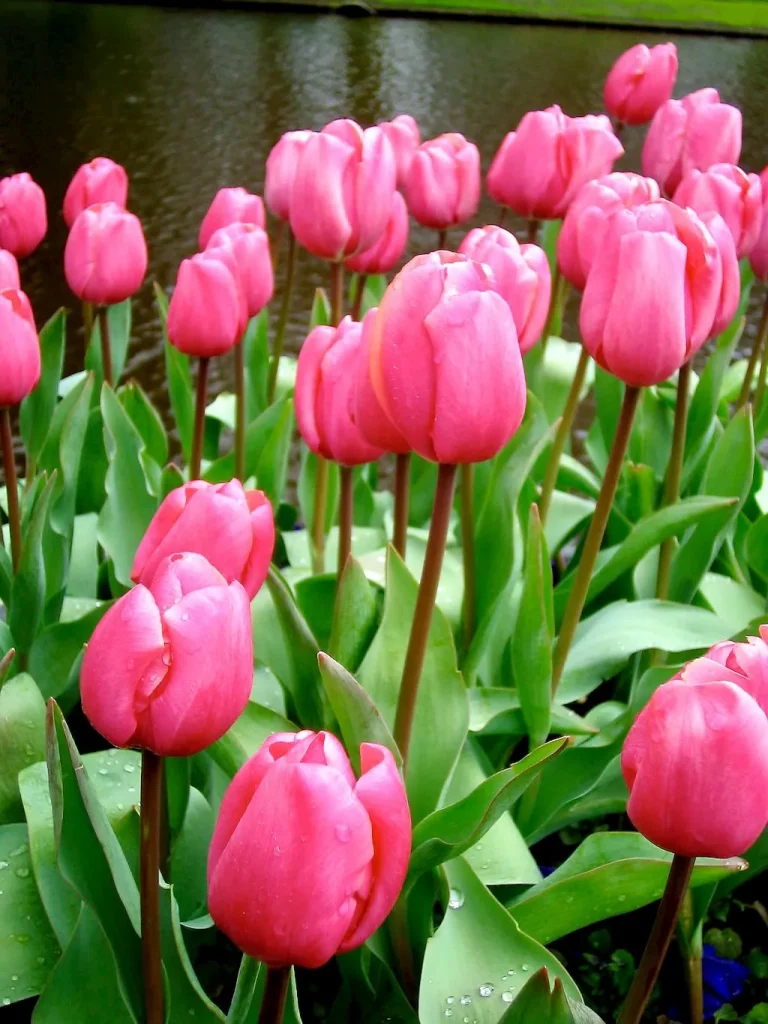 Keukenhof