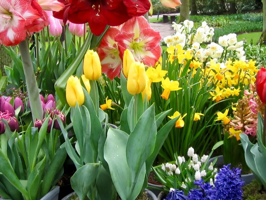 Keukenhof