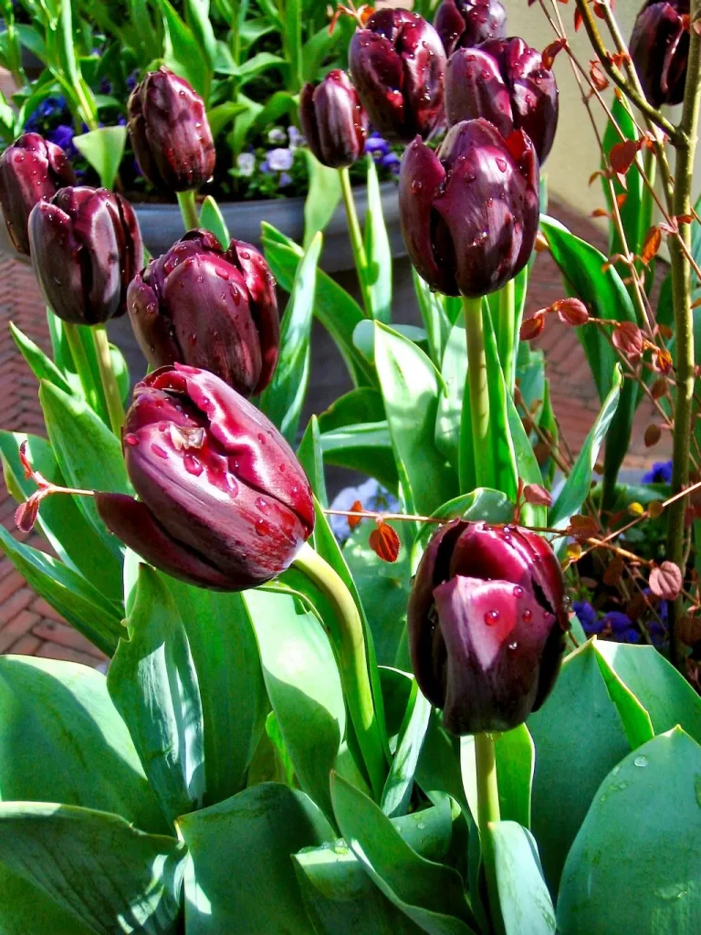 Keukenhof