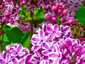 Syringa vulgaris 'Sensation'