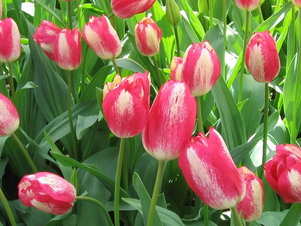 Online Flower Garden