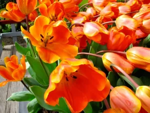 Tulipa Tulip