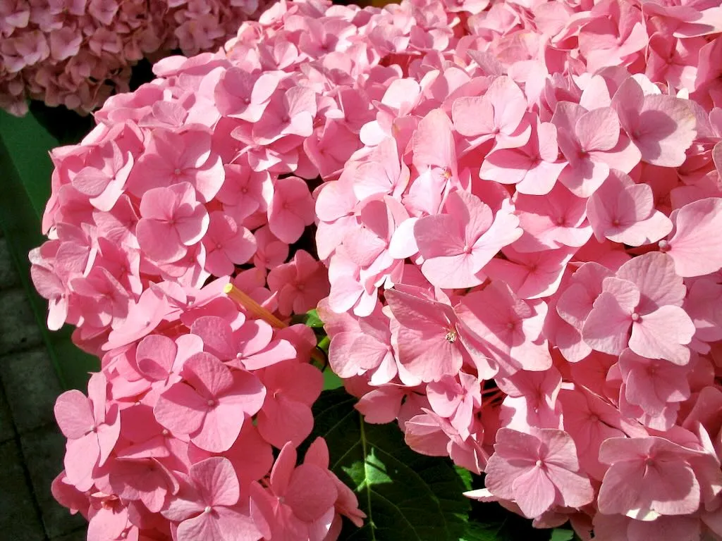 Pink Hydrangea - Online Flower Garden Hydrangea