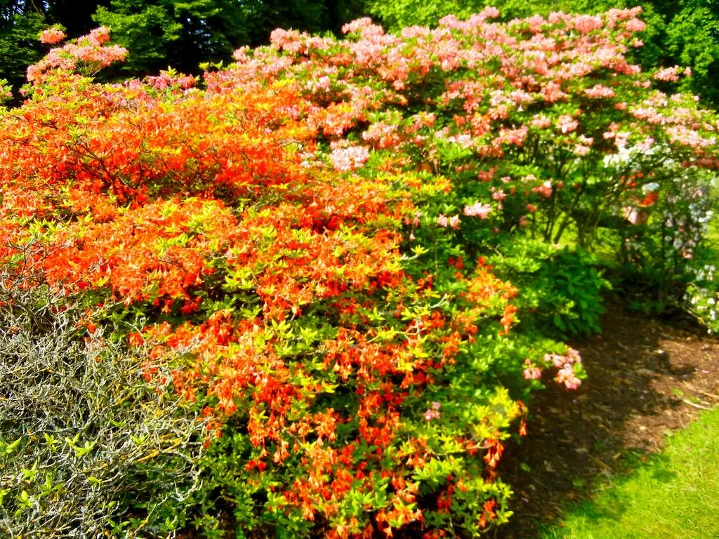 Rhododendron coccineum speciosuml and 'Gloria Mundi' - Online Flower Garden Rhododendron coccineum speciosum and'Gloria Mundi'